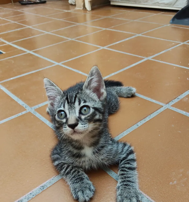 Gatito atigrado gris de unos dos meses tumbado en el suelo, en adopción