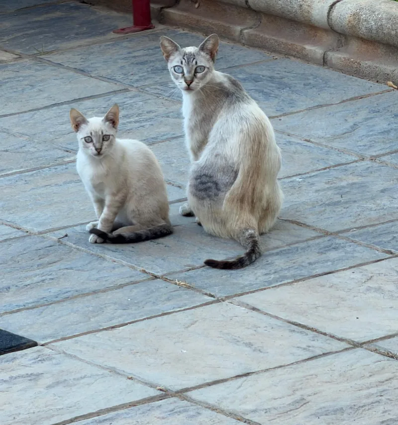 Gata siamesa y su cría, sentadas juntas en la calle, en busca de adopción conjunta