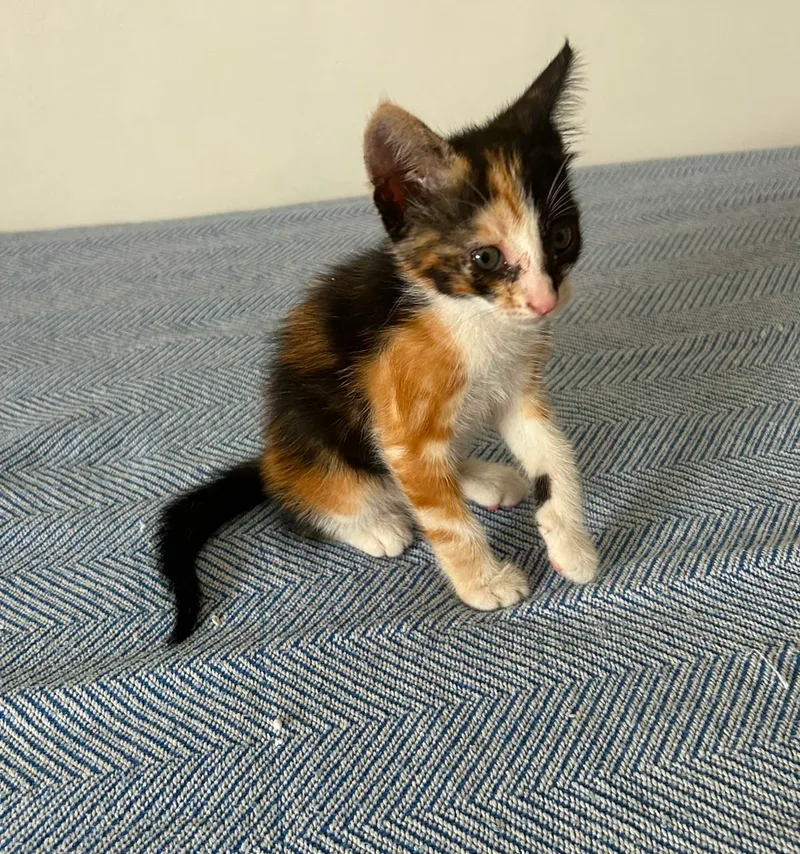 Gatita tricolor de unos dos meses sentada sobre una manta azul, en adopción