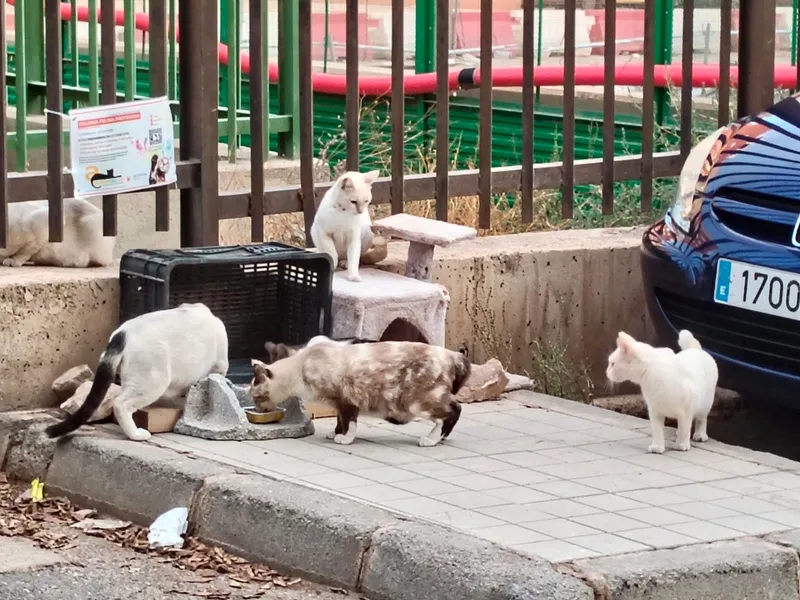 Fotografía 1 de la zona de la colonia felina