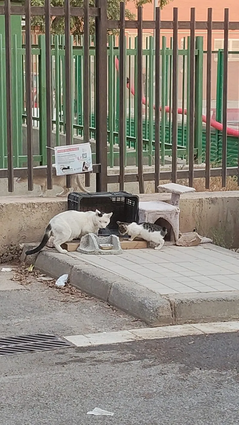 Fotografía 2 del punto de alimentación de la colonia
