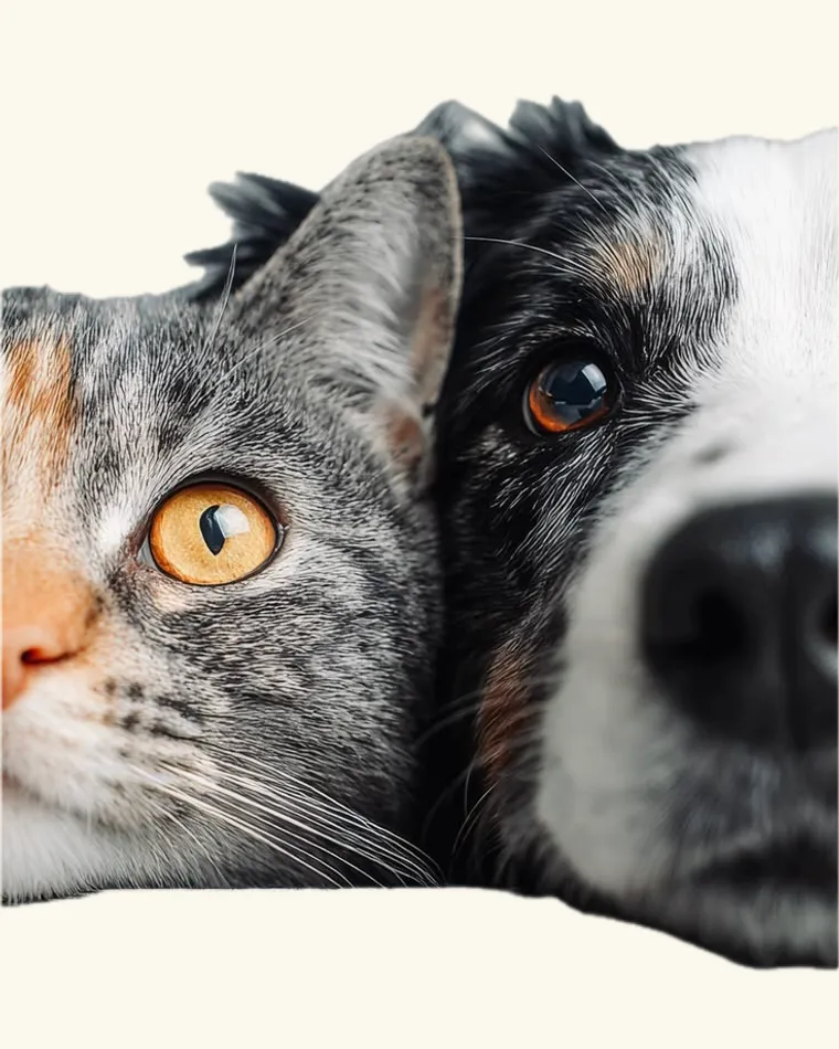Media cara de un gato junto a media cara de un perro