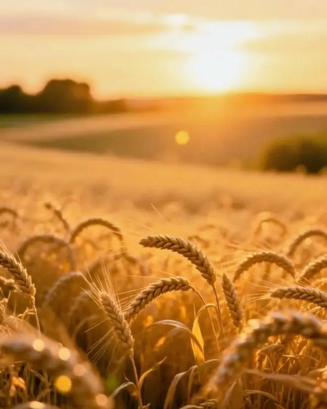 Campo de trigo al atardecer