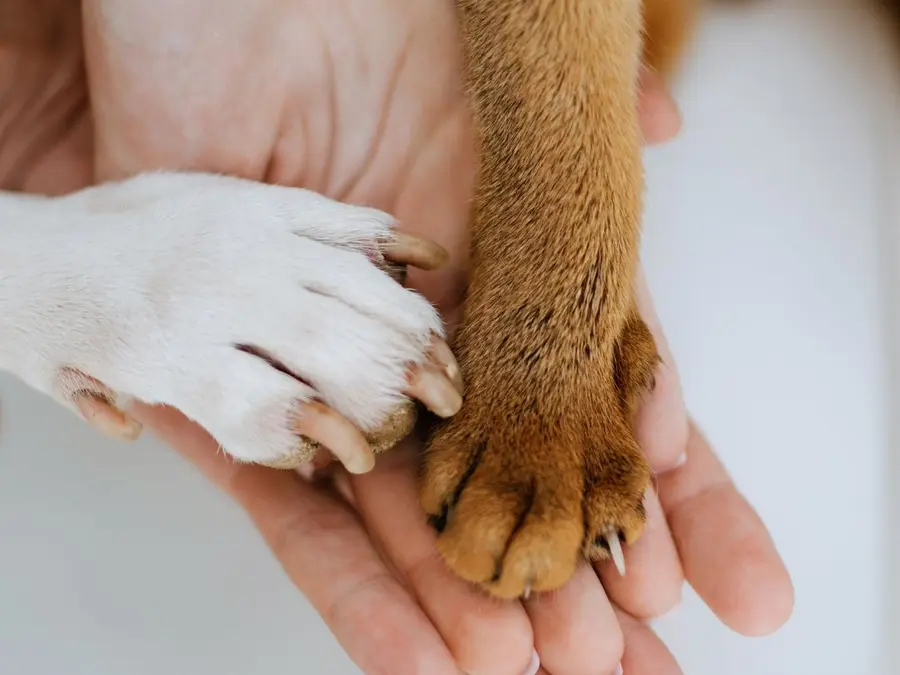 Dos manos sosteniendo la pata de un perro y la de un gato