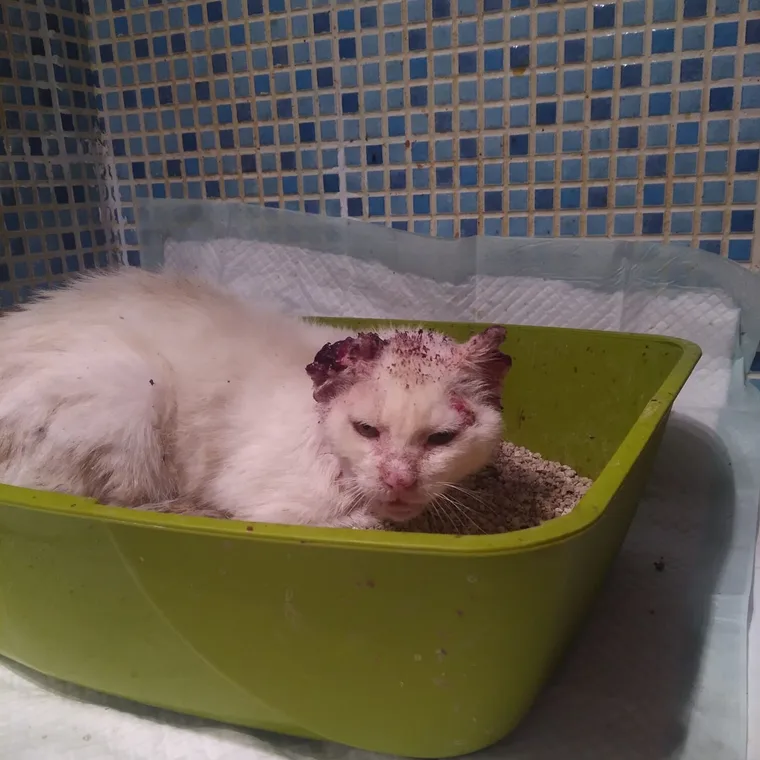 Zeolito el día del rescate, herido y agotado