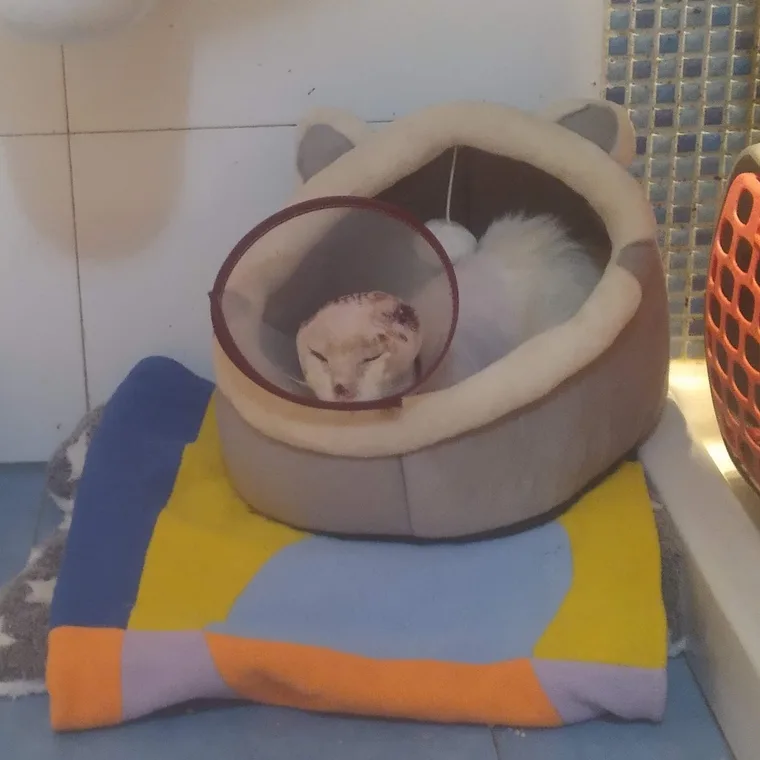 Zeolito descansando a salvo en una camita durante su recuperación