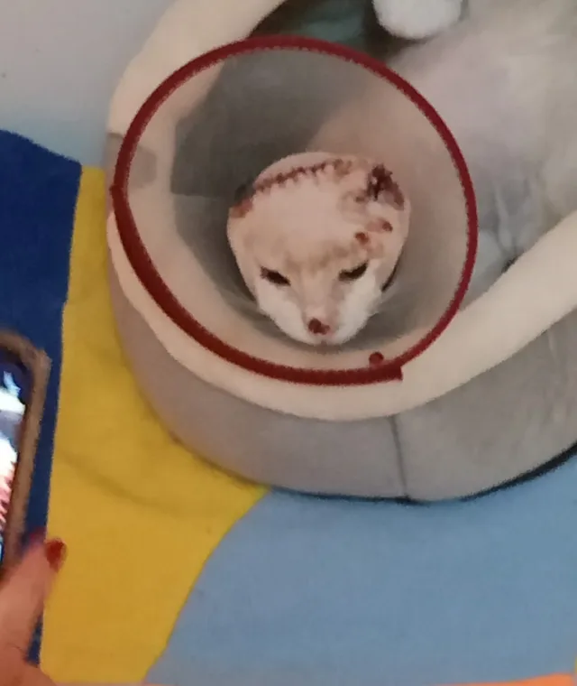 Zeolito, el gato que dio origen a Zeolandia